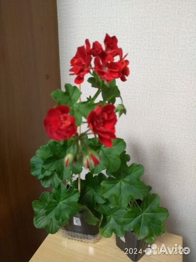 Комнатные цветы герань