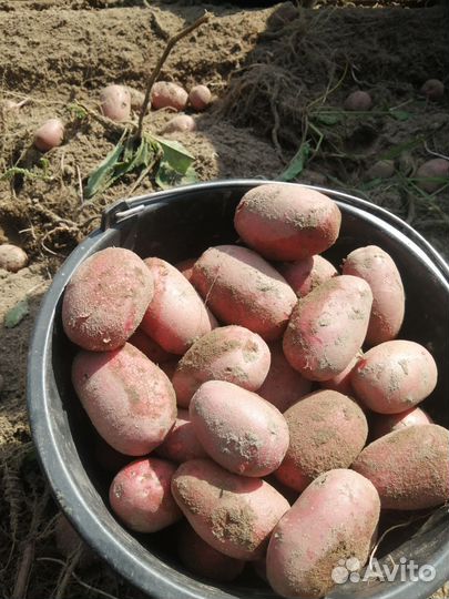 Продам картофель