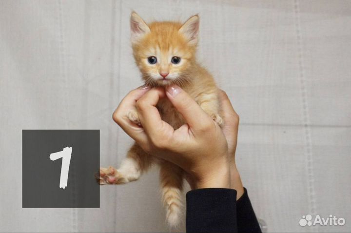 Котята