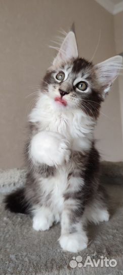 Котята мейн-кун Питомник