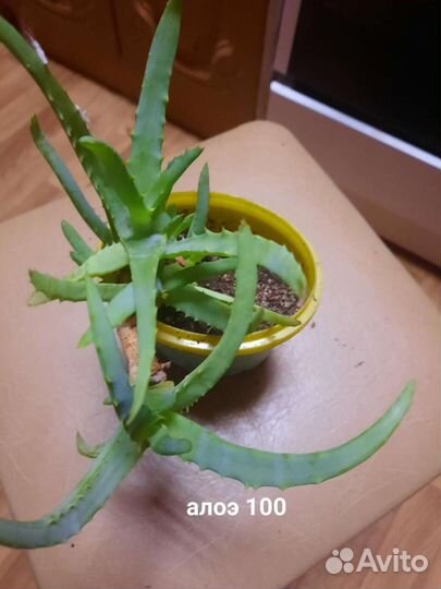 Цветы.Алоэ
