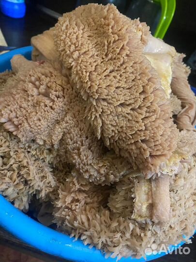 Кишки,рубец