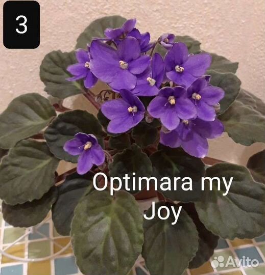 Фиалки цветущие