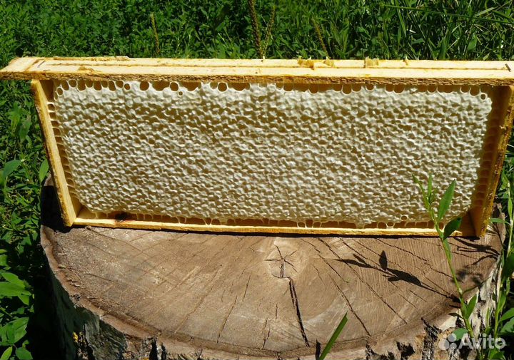 2024 Мед натуральный с Алтая опт