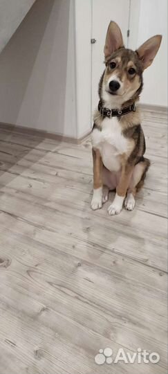 Замечательная собака в добрые руки