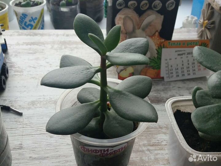 Толстянка денежное дерево