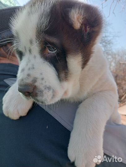 Среднеазиатская овчарка алабай щенки