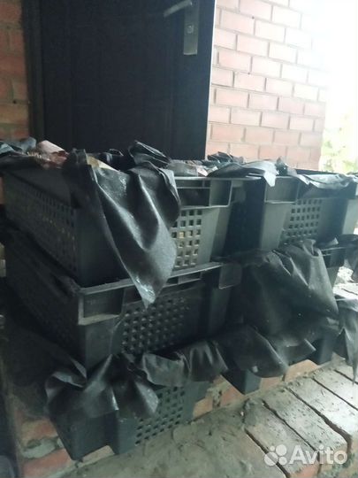 Малек Дендробены червь