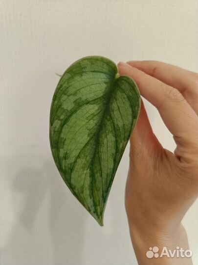 Сциндапсусы, антуриум кристаллинум