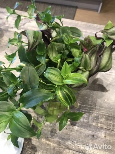 Традесканция хлорофитум кудрявый