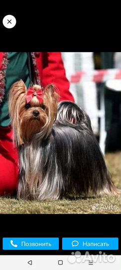 Щеночки в резерв