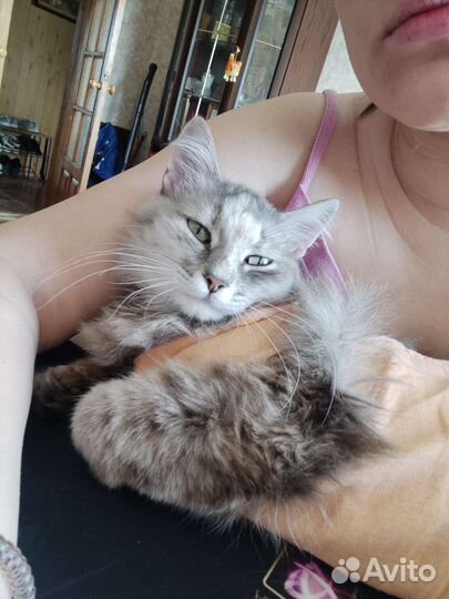 Кошка для одинокого человека