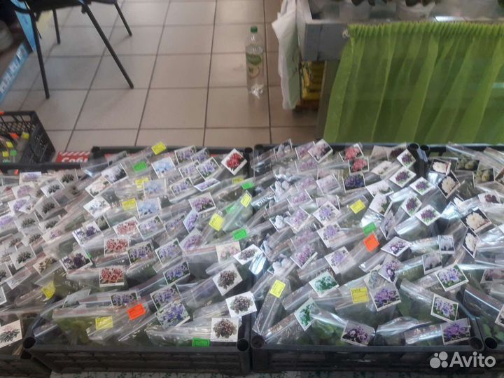 Детки сортовых фиалок