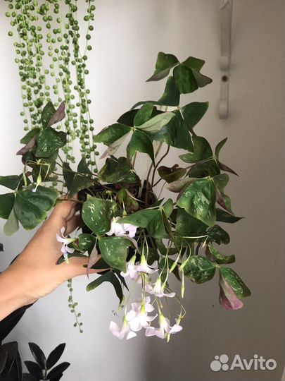 Кислица оксалис Мармер Дороти чао Корея