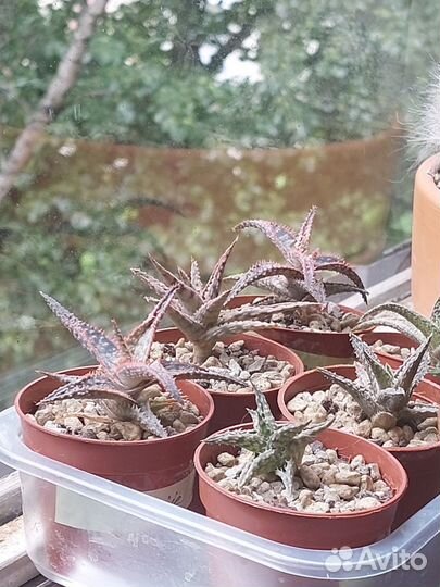 Алоэ сортовые