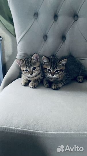 Британские котята