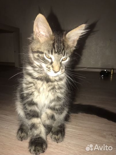 Котята Мейн -Кун