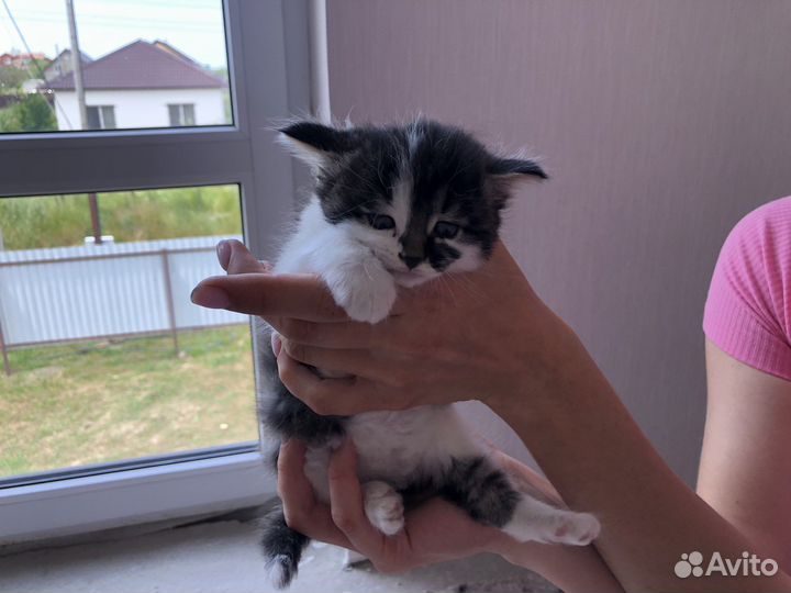 Кошечка в дар