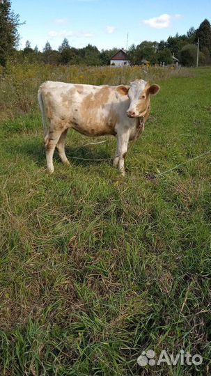 Телята, козы