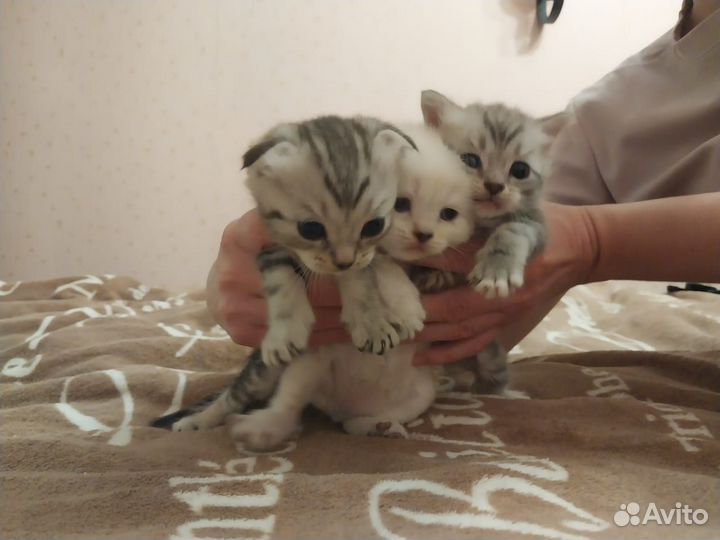 Отдам котят
