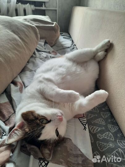 Передержка кошек