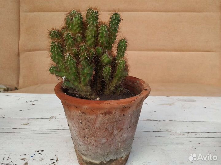 Кактус скала