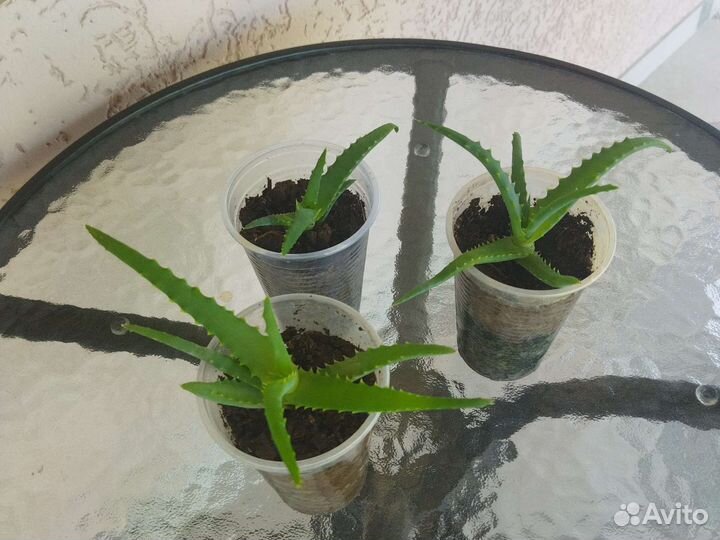 Алоэ столетник лечебный