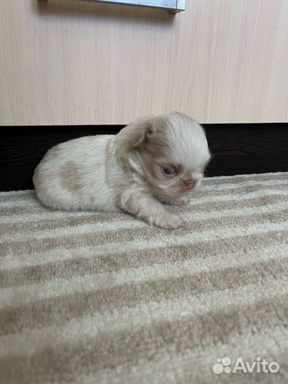 Щенки пекинеса