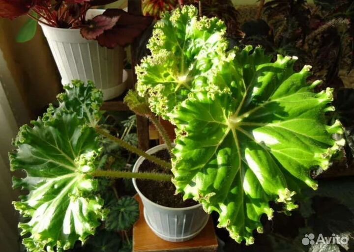 Комнатные растения цветы