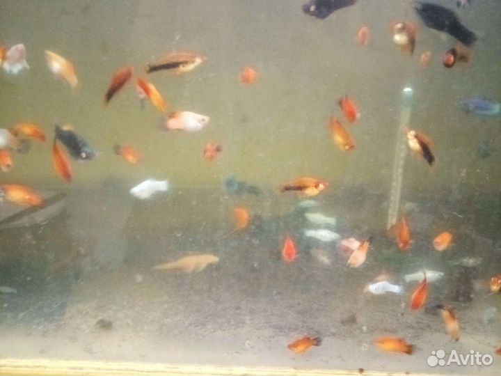 Аквариумные рыбки