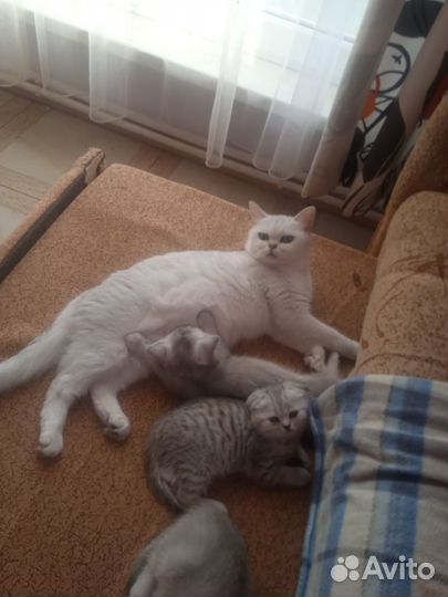 Шотландские