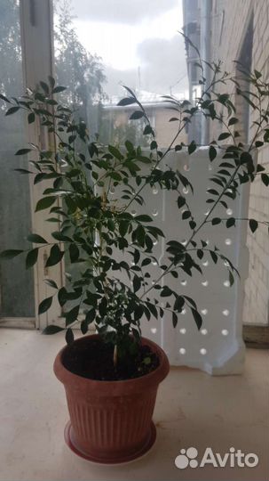 Жасмин муррайя семена для посадки