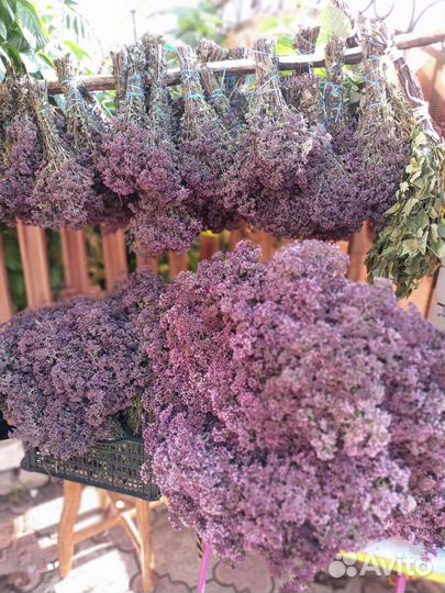 Душица матрёшка