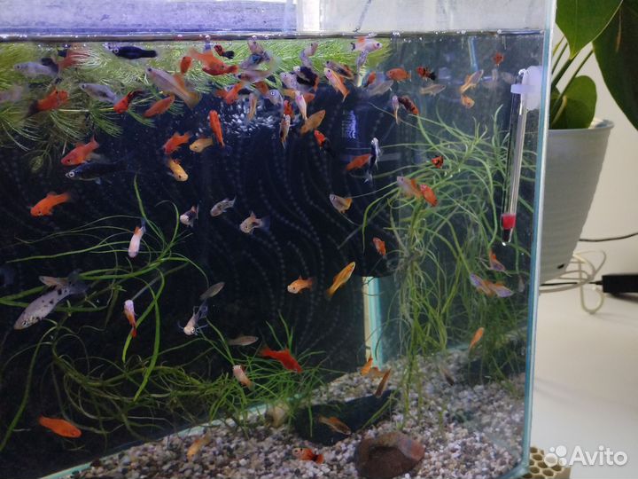 Аквариумные рыбы
