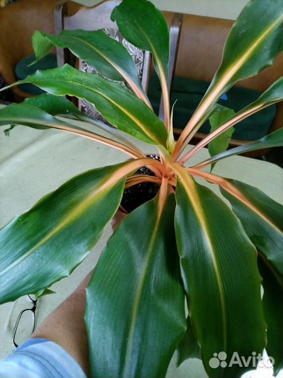 Хлорофитум, алоказии