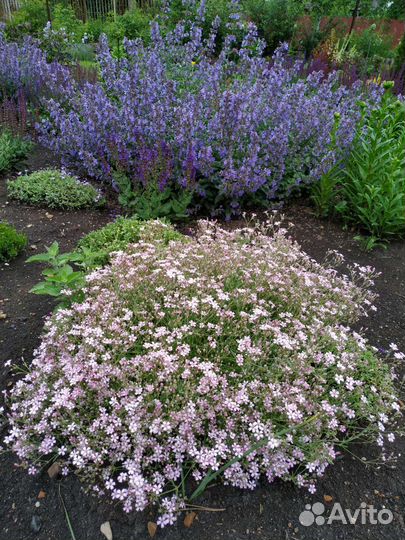 Бересклет форчуна, барвинок, очиток, колокольчик