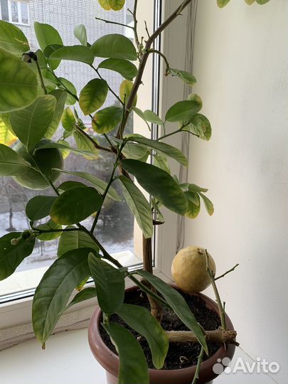 Дерево лимонна с плодами