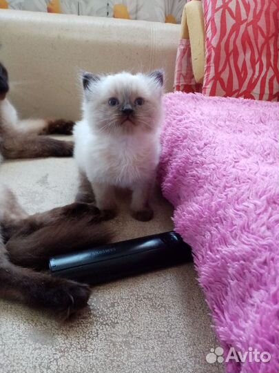 Невская маскарадная котята