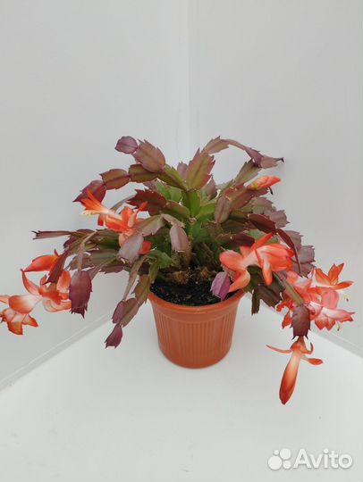 Декабрист красного цвета