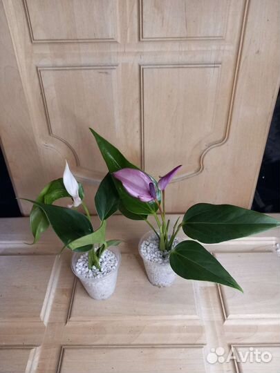 Антуриум зизу коллекционный