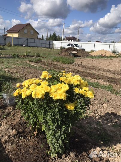 Хризантемы