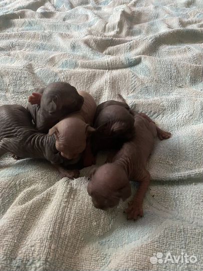 Канадский сфинкс котенок