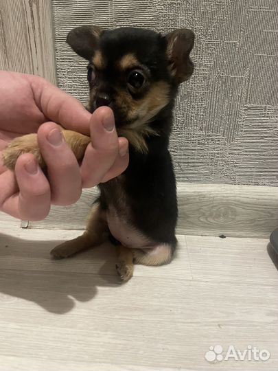 Щенки чихуахуа мини