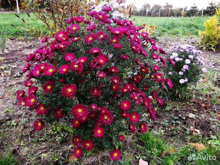 Ромашка Крейзи Дейзи