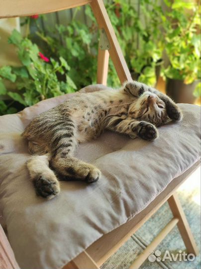 Котёнок