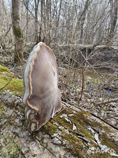 Трутовик большой гриб нарост на дереве