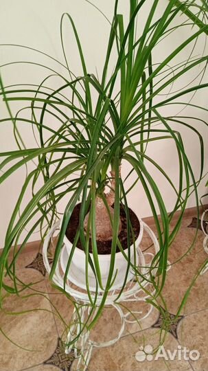 Комнатные цветы разные