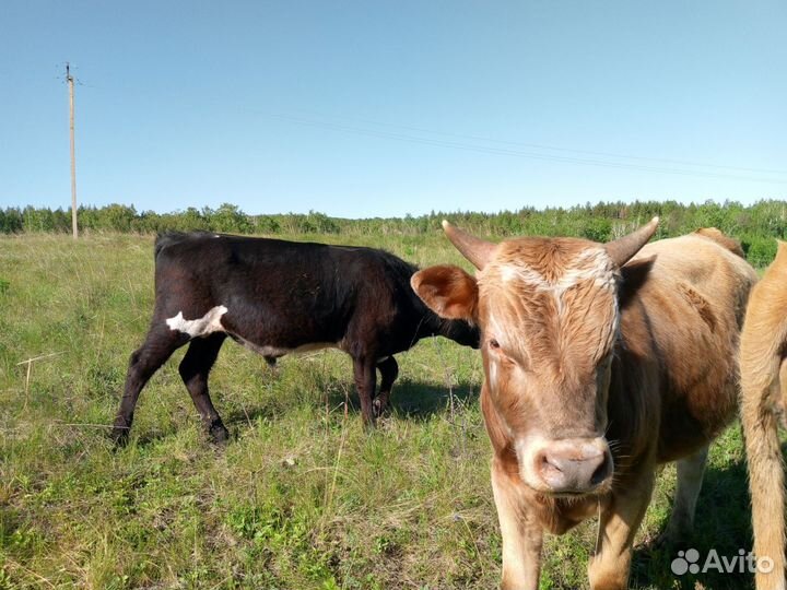 Продаётся молодняк. Разных возрастов