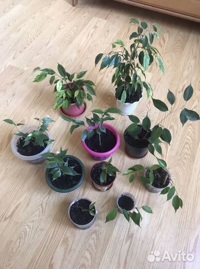 Комнатные растения