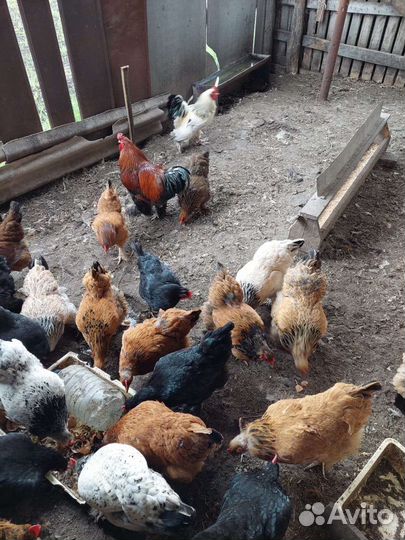 Цыплята брама